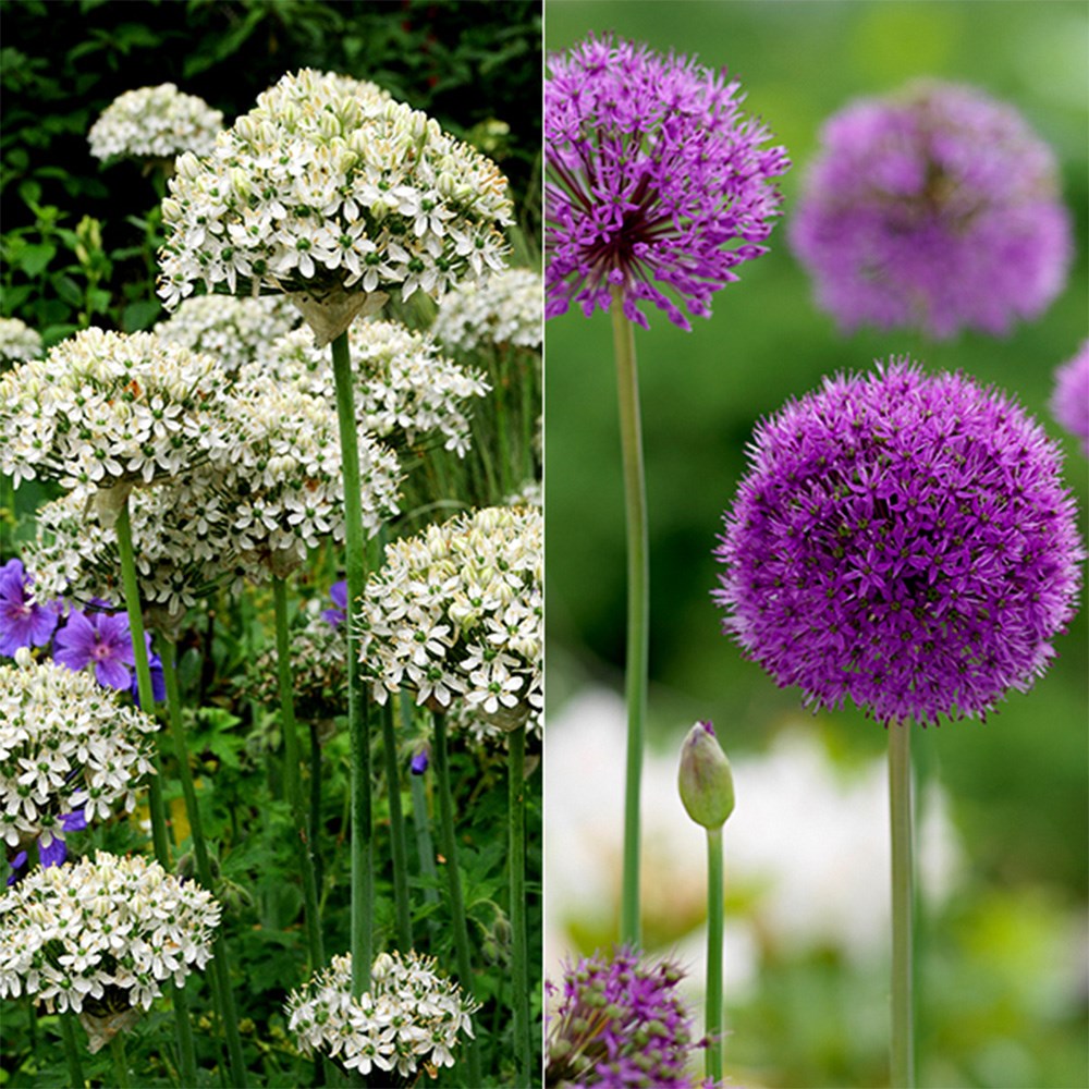 Striking Allium Collection