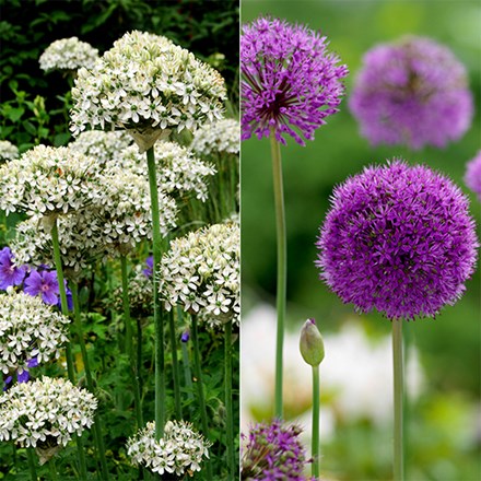 Striking Allium Collection