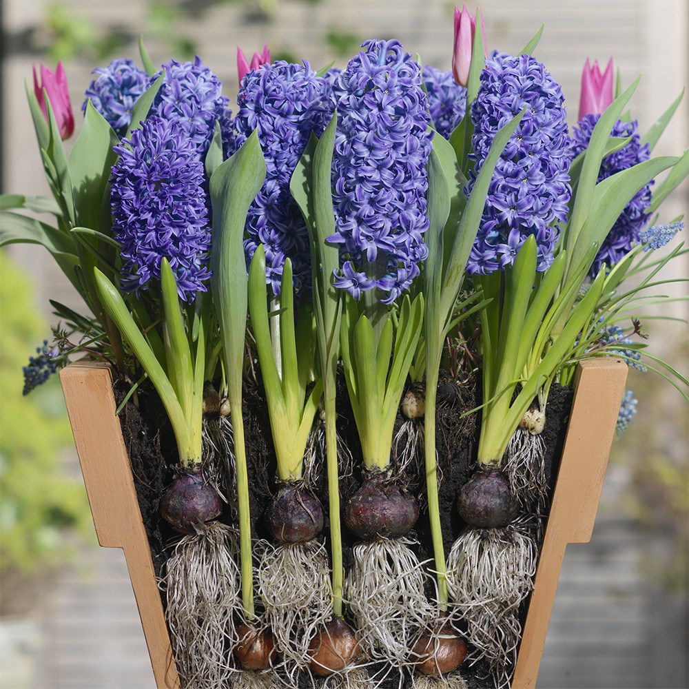 Bulbs For Pots - Blues & Pinks | Bulb Lasagne Collection