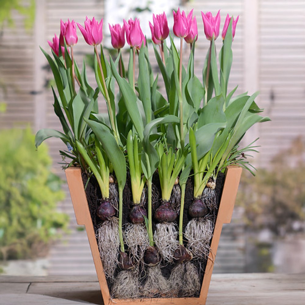 Bulbs For Pots - Blues & Pinks | Bulb Lasagne Collection