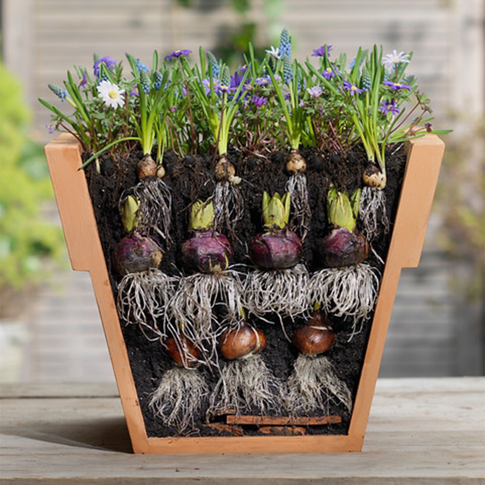 Bulbs For Pots - Blues & Pinks | Bulb Lasagne Collection