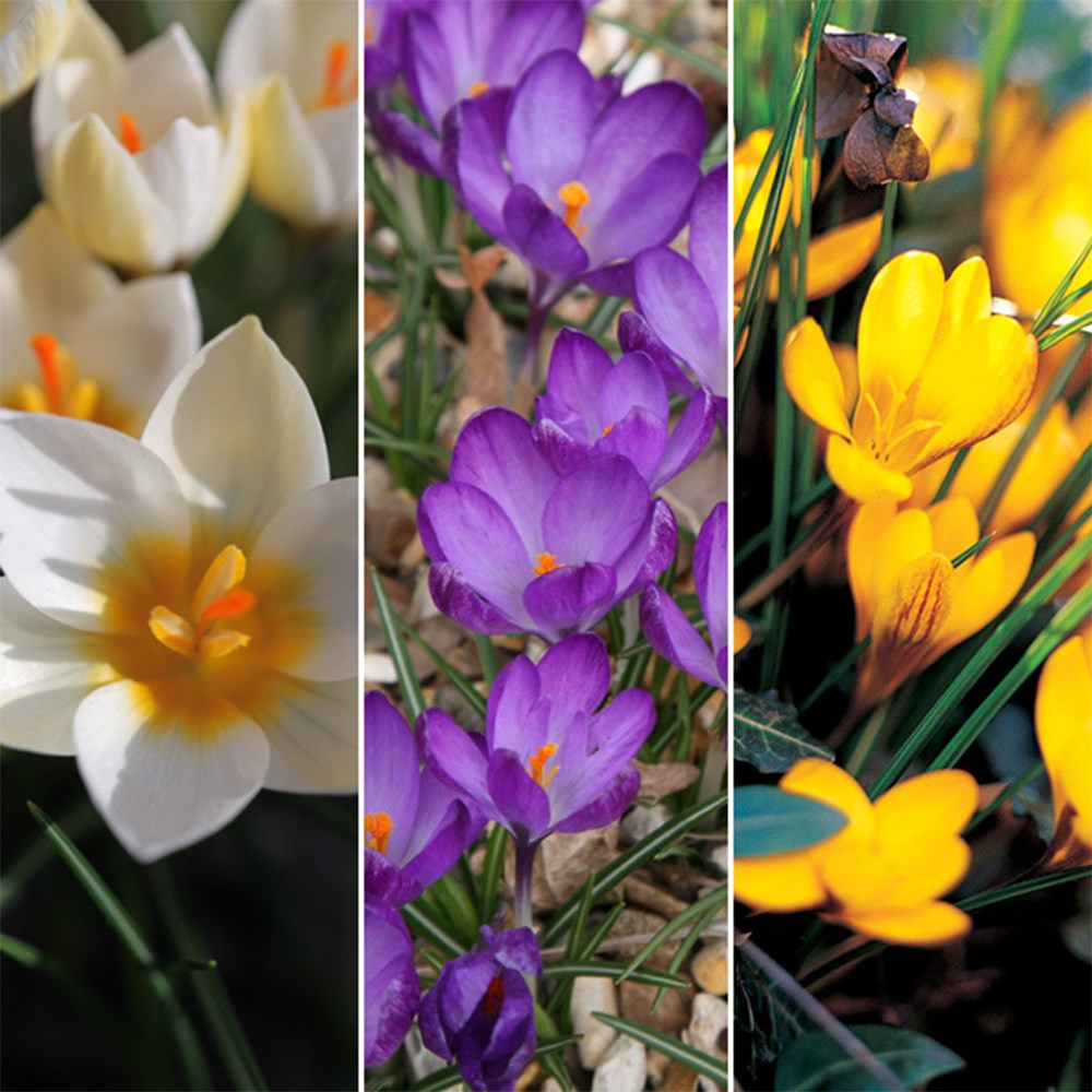 Spring Flowering Crocus Collection