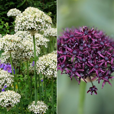 Chelsea Jewelled Allium Collection