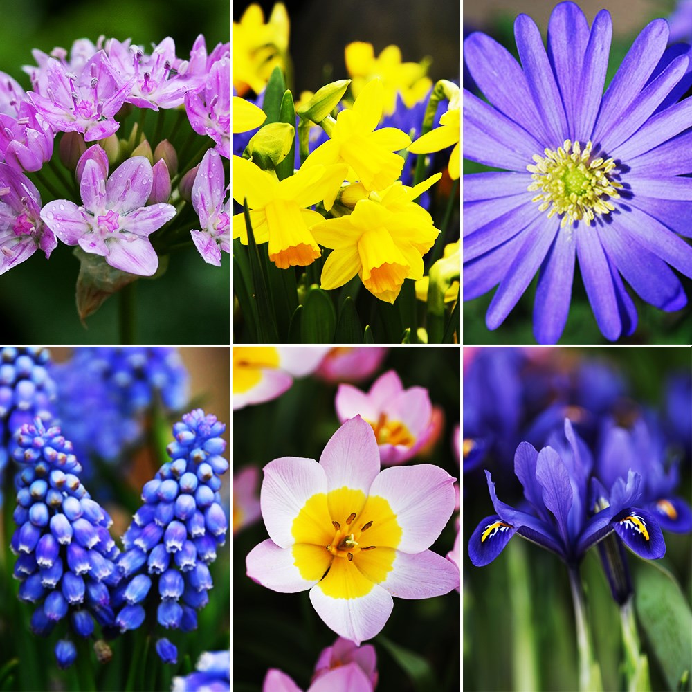 6 Months Of Flowering Bulbs