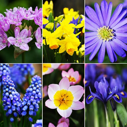 6 Months Of Flowering Bulbs