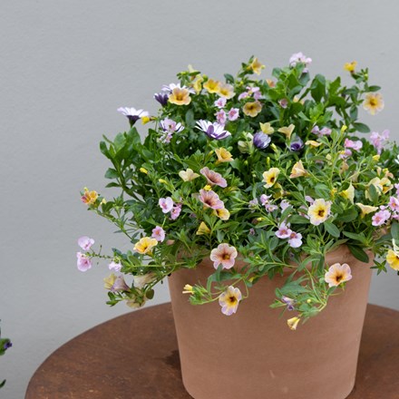 Berry Smoothie - Easyplanter For Hanging Baskets & Patio Pots
