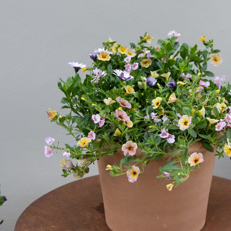 Berry Smoothie - Easyplanter for hanging baskets & patio pots