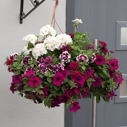 Berry Swirl - Easyplanter For Hanging Baskets & Patio Pots