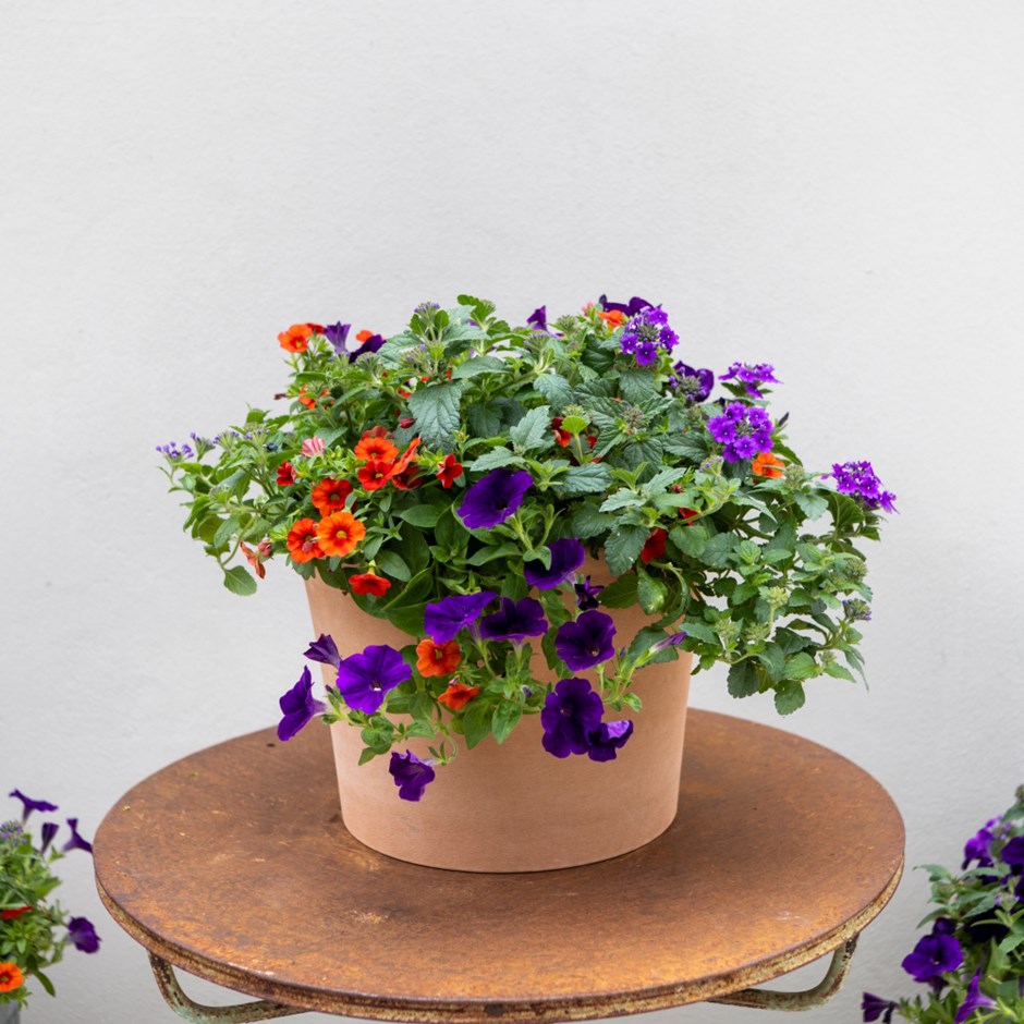 Bird of Paradise - Easyplanter for hanging baskets & patio pots