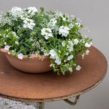 White Elegance - Easyplanter For Hanging Baskets & Patio Pots