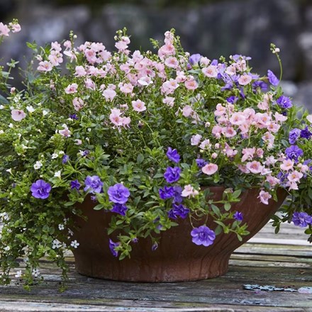 The Light Before Dawn - Easyplanter For Hanging Baskets & Patio Pots