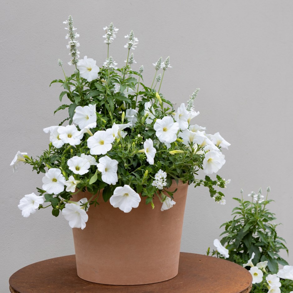 Spun Sugar - Easyplanter for hanging baskets & patio pots