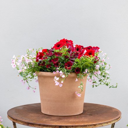 Showgirl - Easyplanter For Hanging Baskets & Patio Pots
