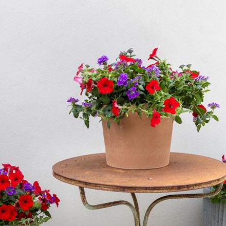 Ruby Amethyst - Easyplanter For Hanging Baskets & Patio Pots