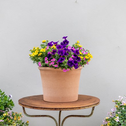 Finger Paints - Easyplanter For Hanging Baskets & Patio Pots