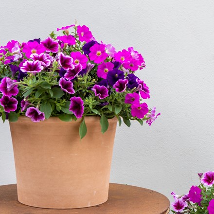 Bumbleberry Jam - Easyplanter For Hanging Baskets & Patio Pots