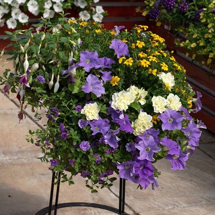 Hit Refresh - Easyplanter For Hanging Baskets & Patio Pots