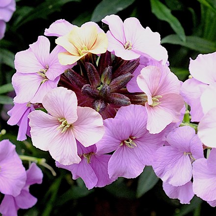 Erysimum Night Skies (Sky Series)