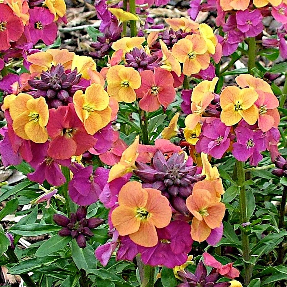 Erysimum Paint Box (Artist Series) | Perennial Wallflower
