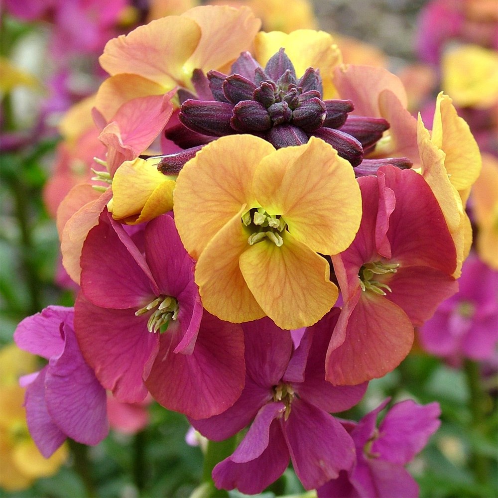 Erysimum Paint Box (Artist Series) | Perennial Wallflower