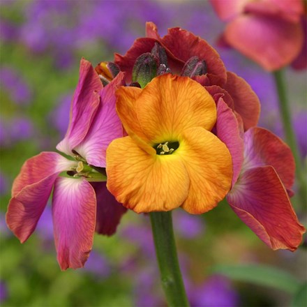 Erysimum Winter Sorbet ('Inneryws') (PBR)