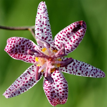 Tricyrtis hirta