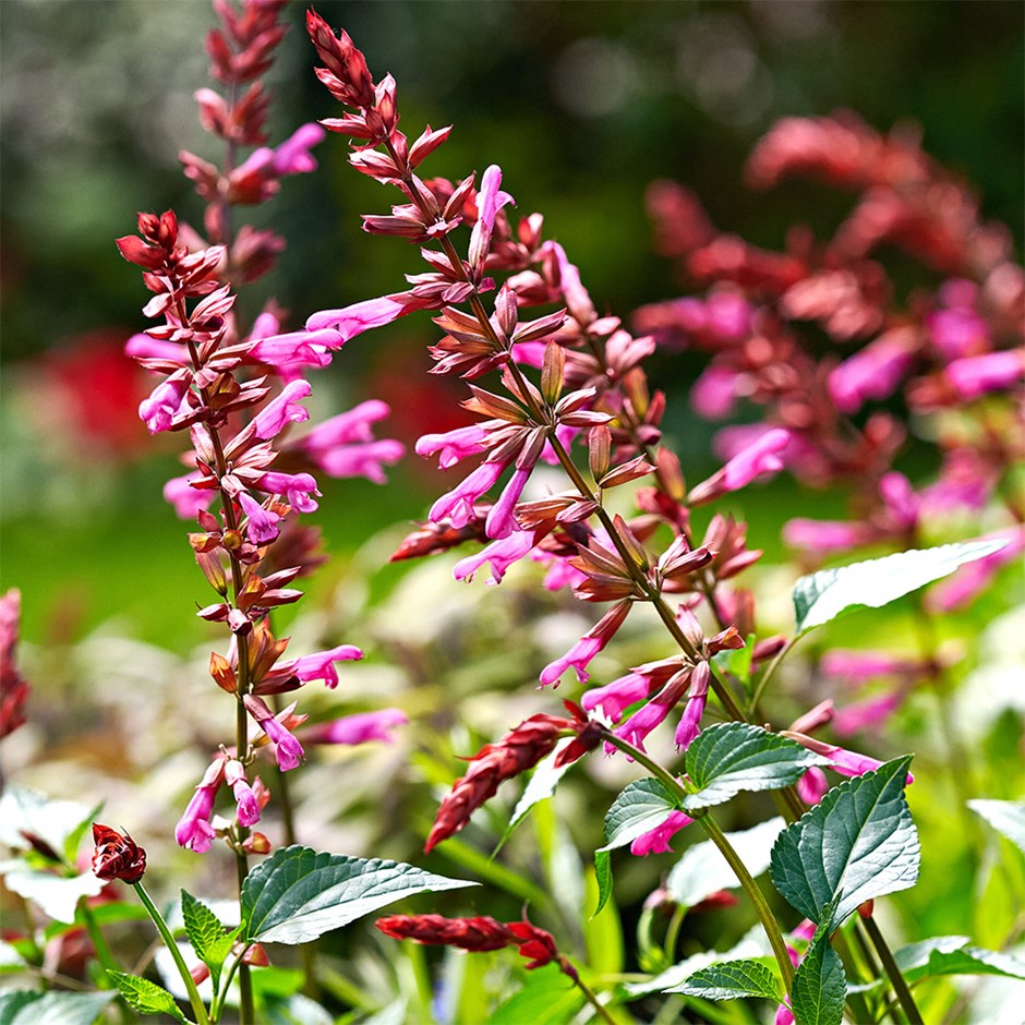 <i>Salvia</i> <b class=small-caps>Lake Garda</b> ('Tl993') (Salgoon Series) (PBR)