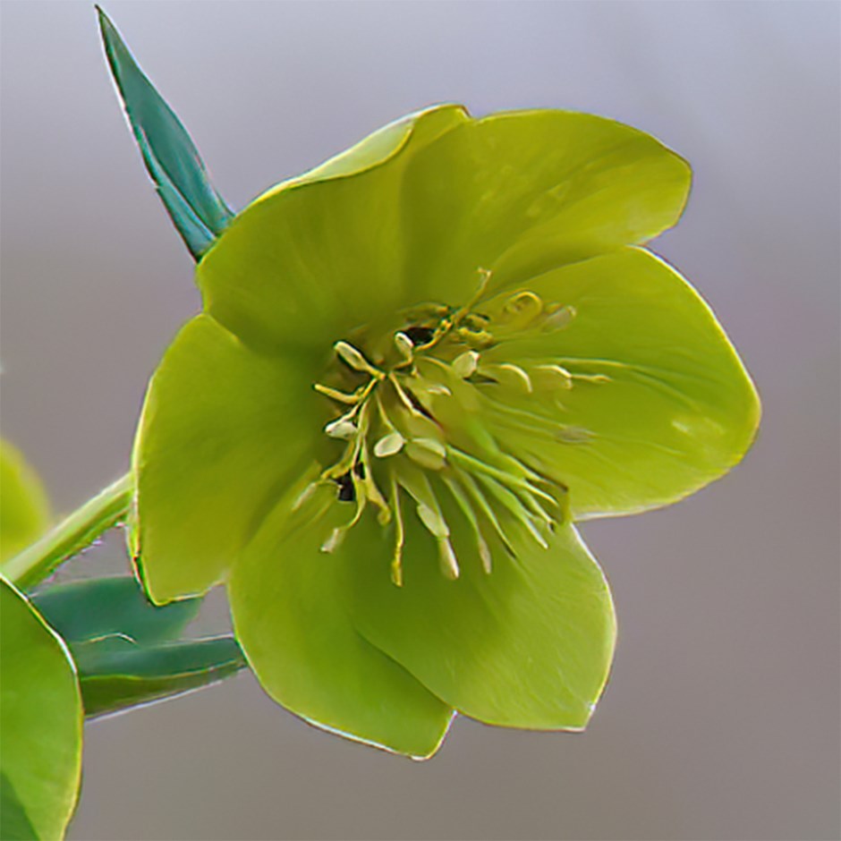 Helleborus × Hybridus Single Green | Lenten Rose Hellebore
