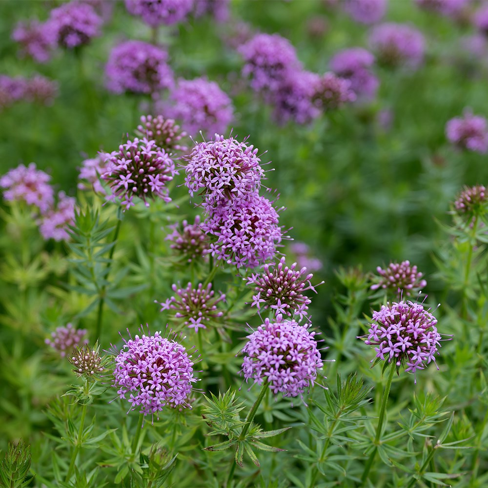 Phuopsis Stylosa | Caucasian Crosswort