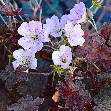 Geranium × oxonianum Dusky Rose