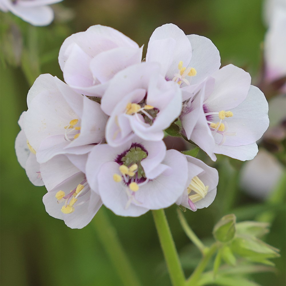 <i>Polemonium</i> <b class=small-caps>Violet Heart</b> ('tuipol') (PBR)