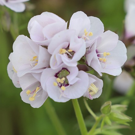 Polemonium Violet Heart ('tuipol') (PBR)