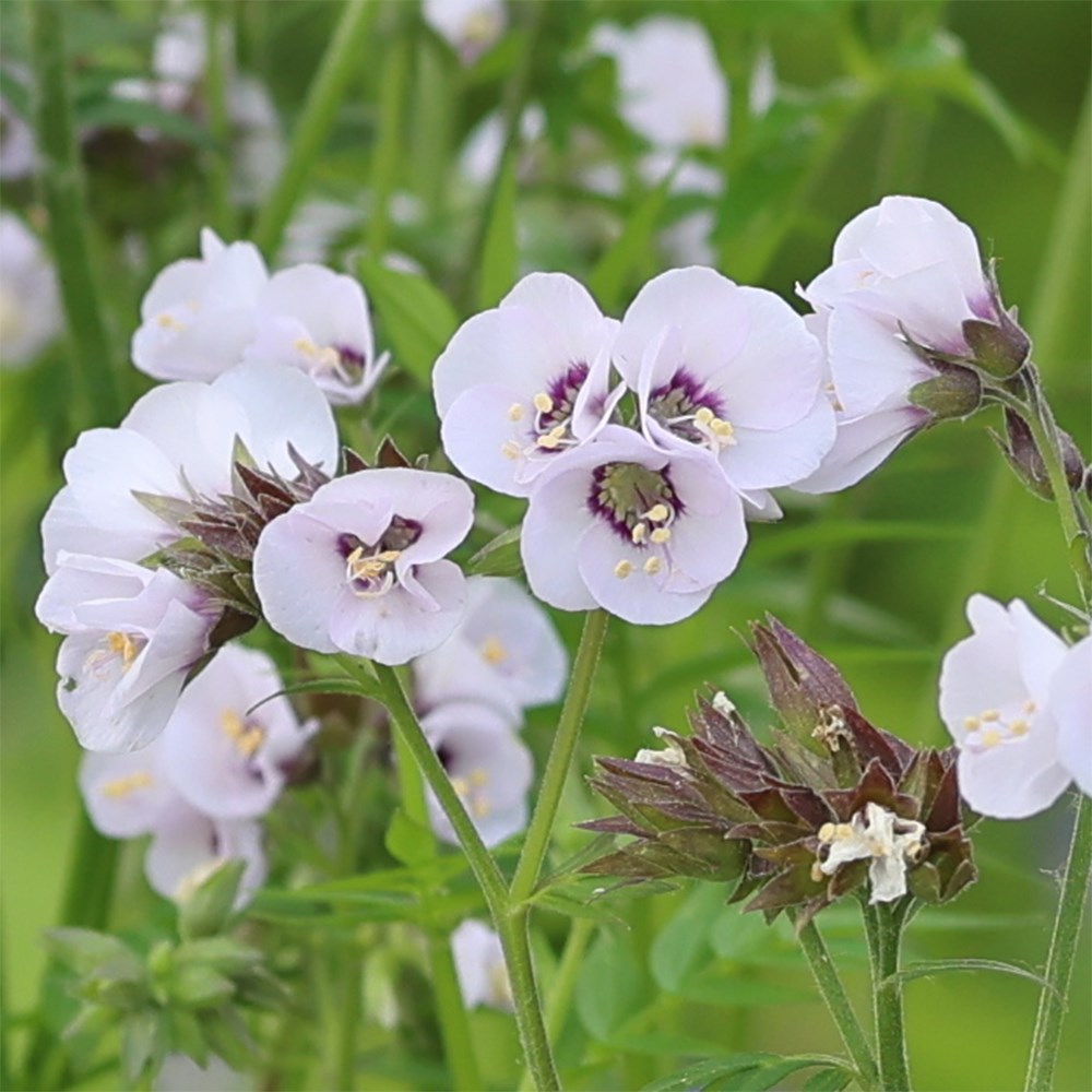 <i>Polemonium</i> <b class=small-caps>Violet Heart</b> ('tuipol') (PBR)