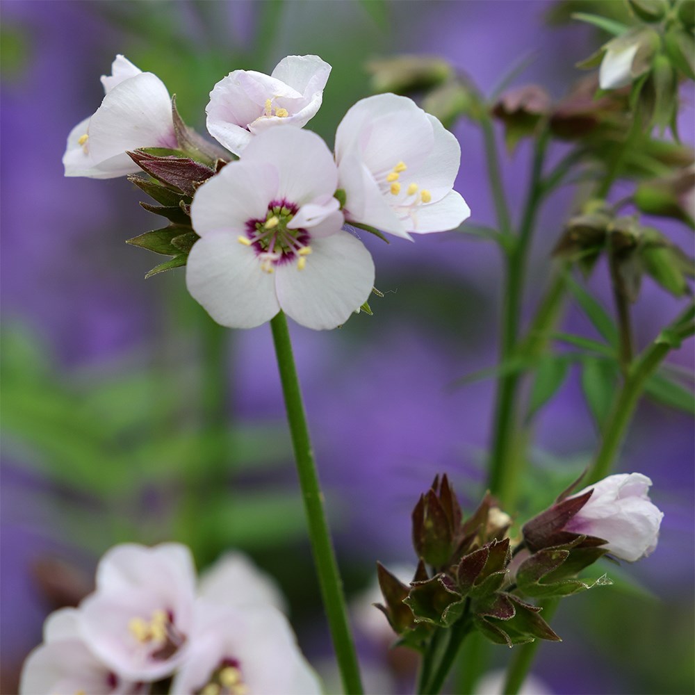 <i>Polemonium</i> <b class=small-caps>Violet Heart</b> ('tuipol') (PBR)