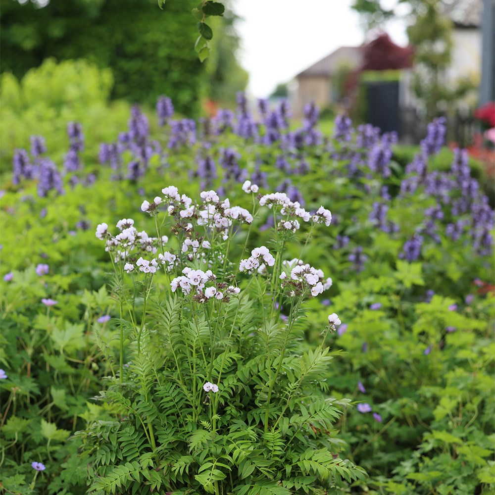 <i>Polemonium</i> <b class=small-caps>Violet Heart</b> ('tuipol') (PBR)
