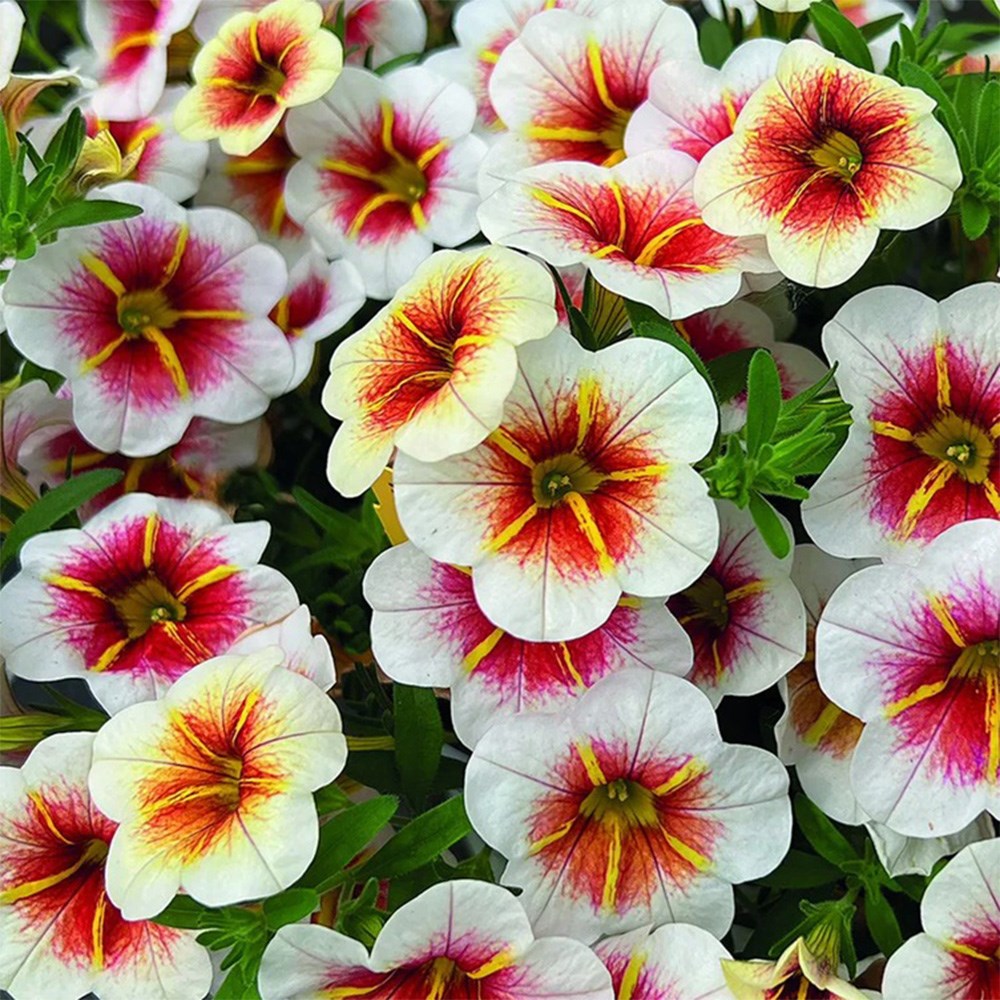 <i>Calibrachoa</i> <b class=small-caps>Calitastic Cappuccino</b> ('Wescacacap') (Calitastic Series)