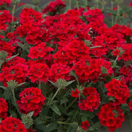 Verbena Showboat Dark Red (Showboat Series)