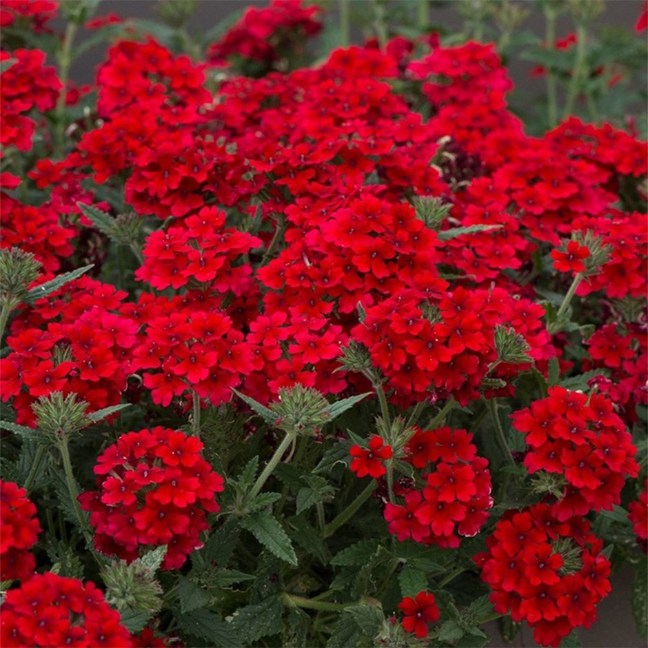 <i>Verbena</i> 'Showboat Dark Red' (Showboat Series)