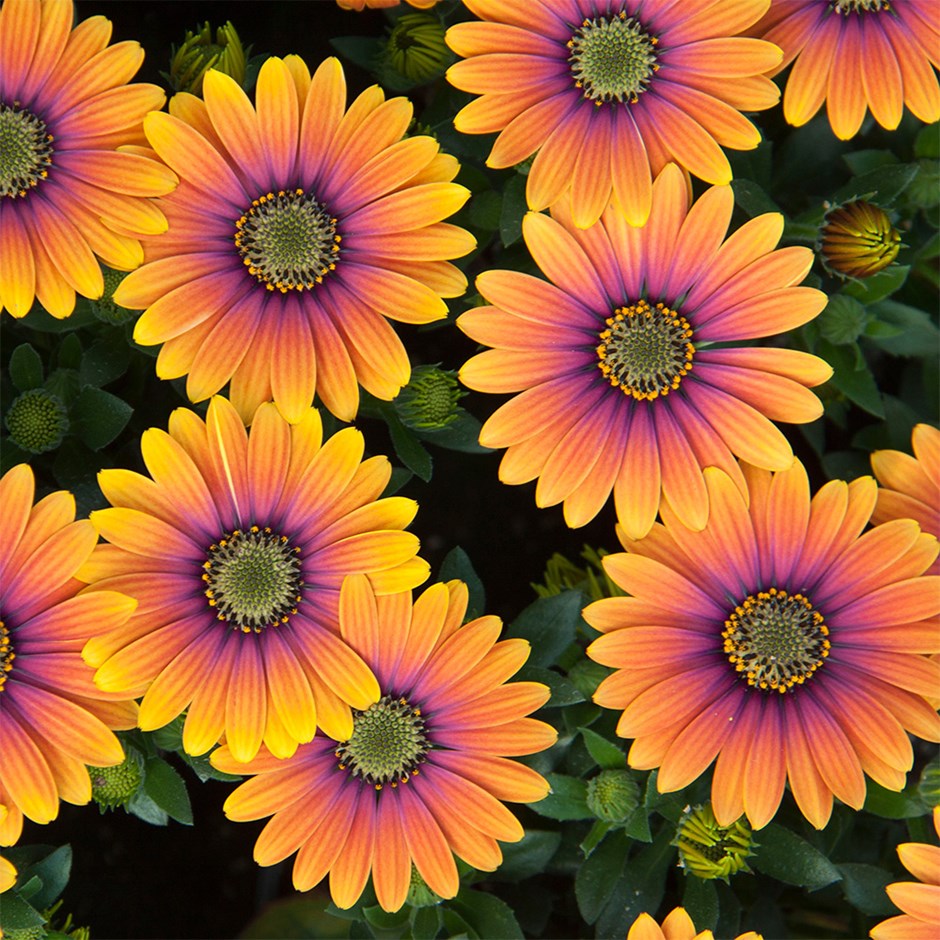 <I>Osteospermum</i> <b class=small-caps>Purple Sun</b> ('Kleoe19396') (FlowerPower Series)