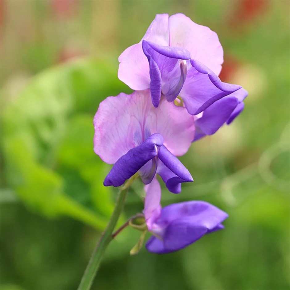 <i>Lathyrus</i> × <i>hammettii</i> 'Erewhon'