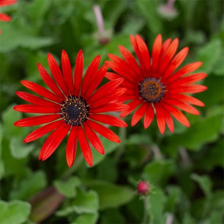 Arctotis × Hybrida Hort. Red Devil | African Daisy