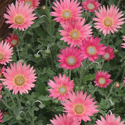 Arctotis × Hybrida Hort. Wine | African Daisy