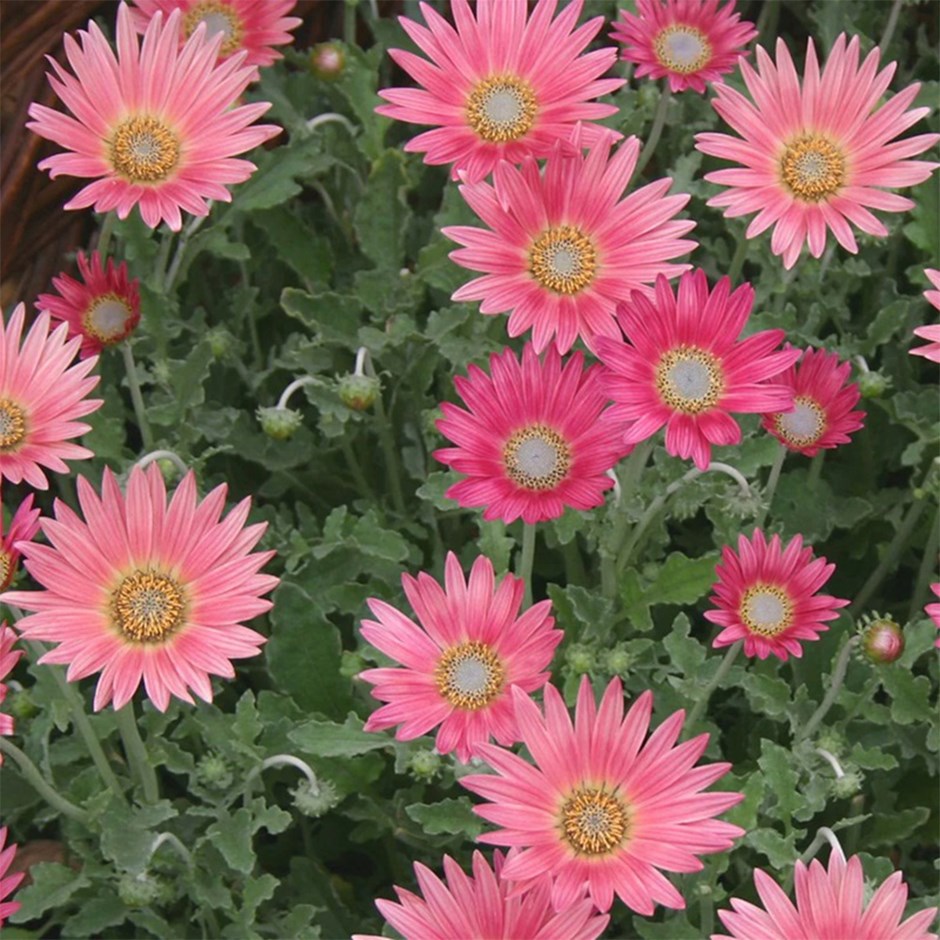 <i>Arctotis</i> × <i>hybrida</i> 'Wine'