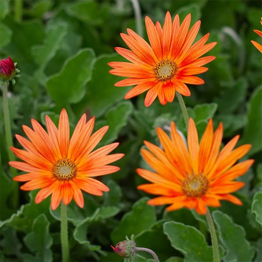 <i>Arctotis</i> × <i>hybrida</i> 'Flame'