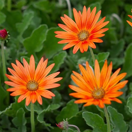 Arctotis × Hybrida Hort. Flame | African Daisy