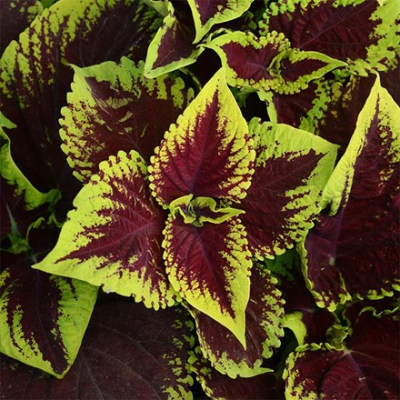 Coleus scutellarioides Kong Scarlet ('Kakegawa Ce13') (Kong Series)