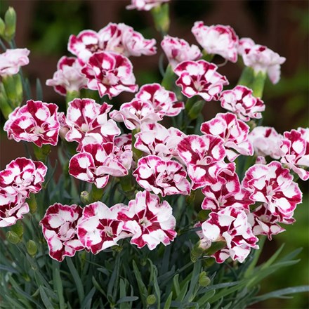 Dianthus (Allwoodii Group) Diantica Cremarena