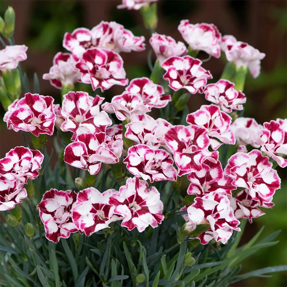 Dianthus (Allwoodii Group) 'Diantica Cremarena'