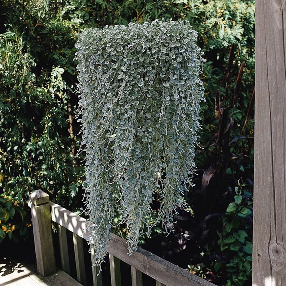 Dichondra Silver Falls