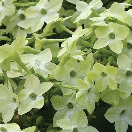 Nicotiana Cuba Deep Lime